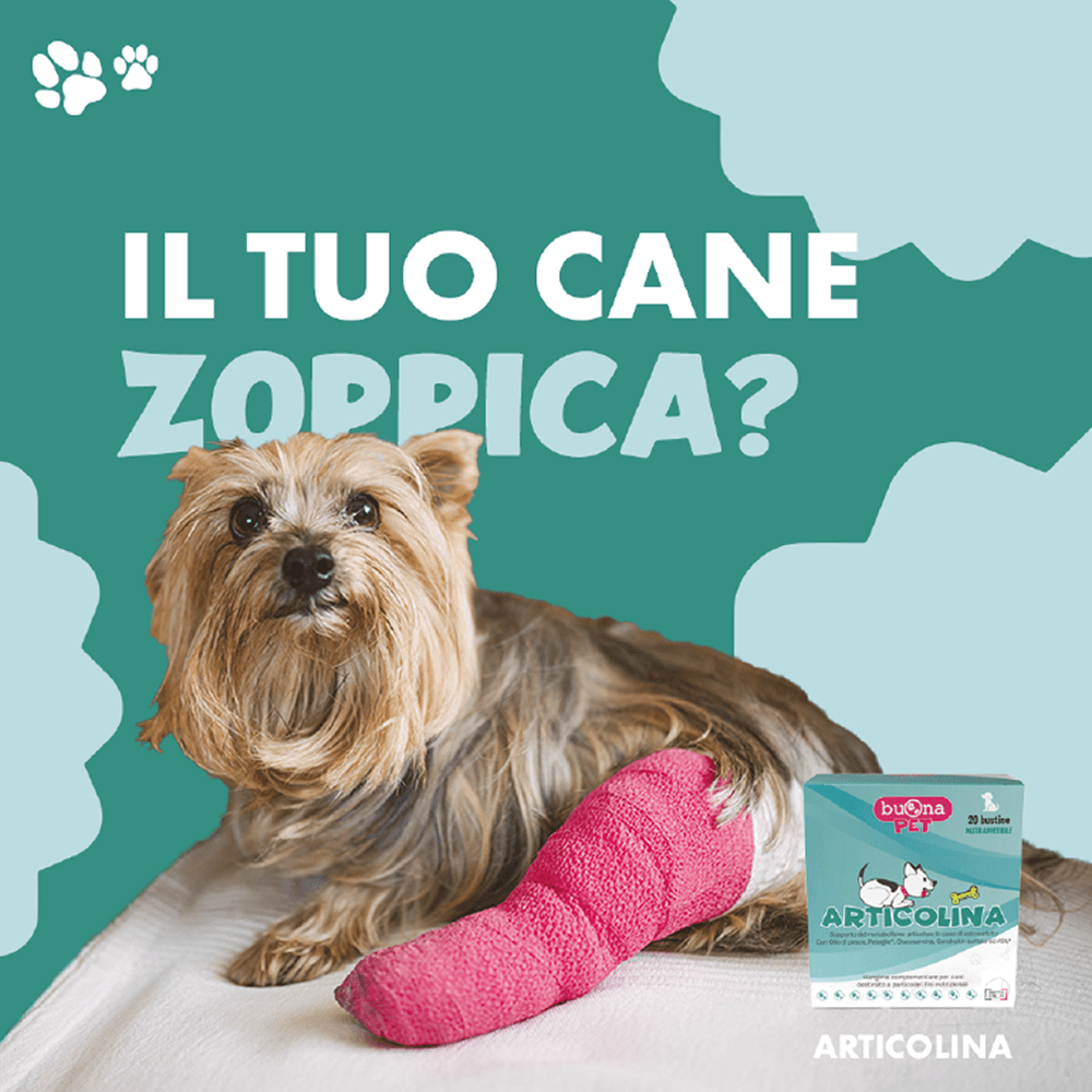 buona-pet-intro-2
